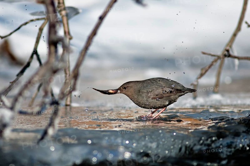 An American Dipper (Cinclus mexicanus) with his fish