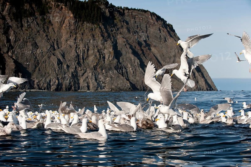 Glaucous-winged gulls (Larus glaucescens) feed at Gore Point