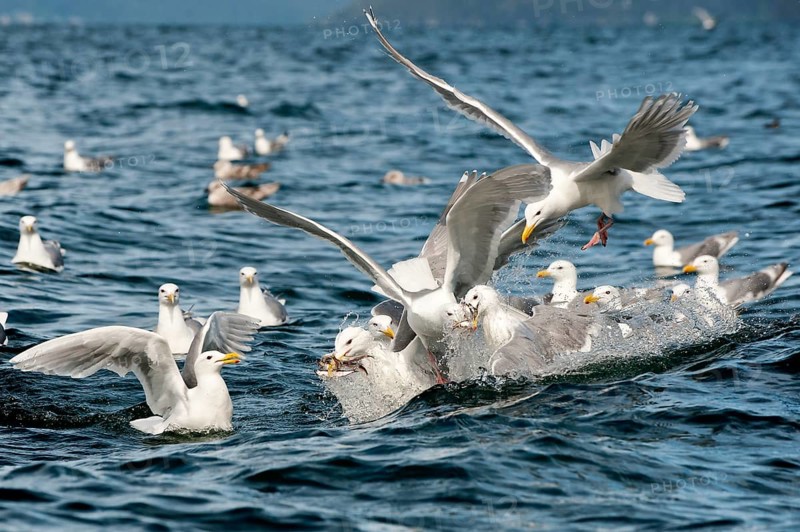 Glaucous-winged gulls (Larus glaucescens) feed on herring in the Gulf of Alaska