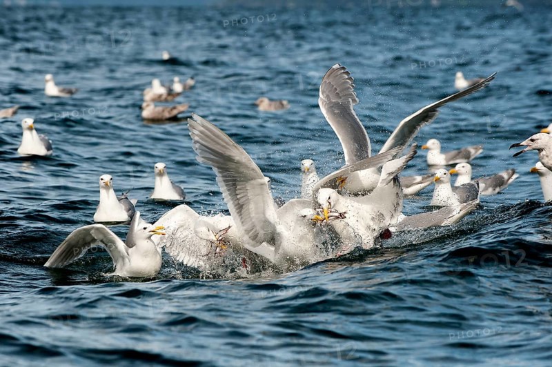 Glaucous-winged gulls (Larus glaucescens) feed on herring in the Gulf of Alaska