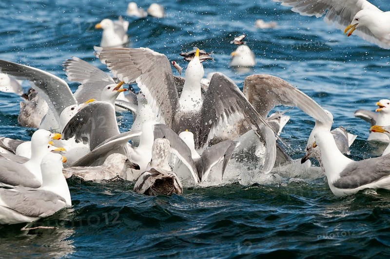 Glaucous-winged gulls (Larus glaucescens) feed on herring in the Gulf of Alaska