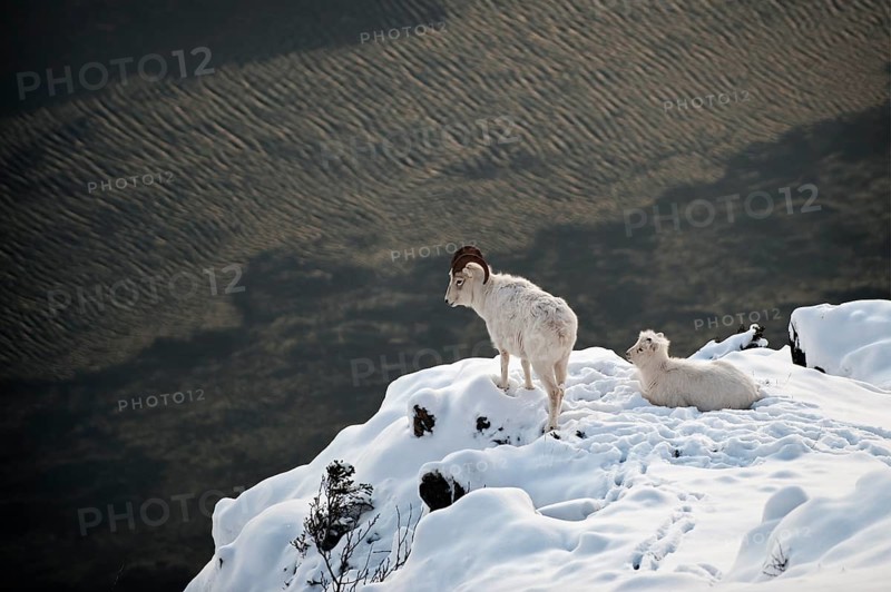 Dall sheep (Ovis dalli)