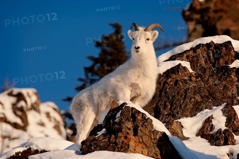 A Dall sheep (Ovis dalli)