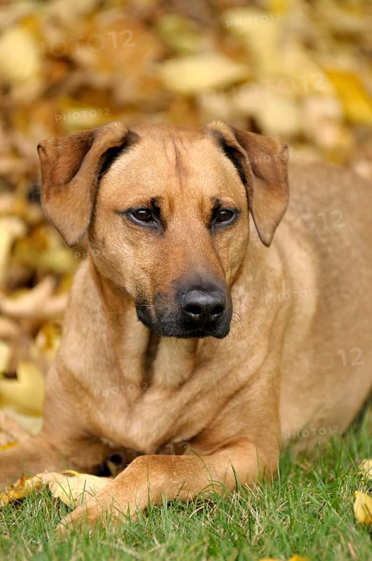 Mixed-breed Rhodesian Ridgeback lying in front of a pile of leaves