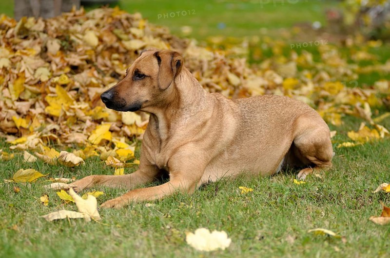 Mixed-breed Rhodesian Ridgeback lying in front of a pile of leaves