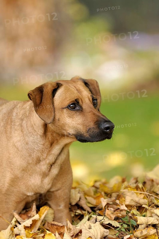 Mixed-breed Rhodesian Ridgeback in a pile of leaves