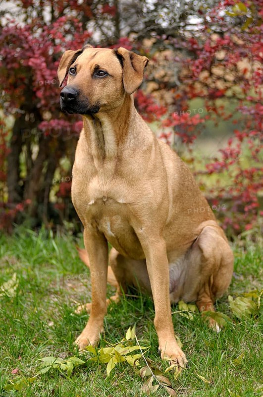 Mixed-breed Rhodesian Ridgeback sitting in front of a hedge