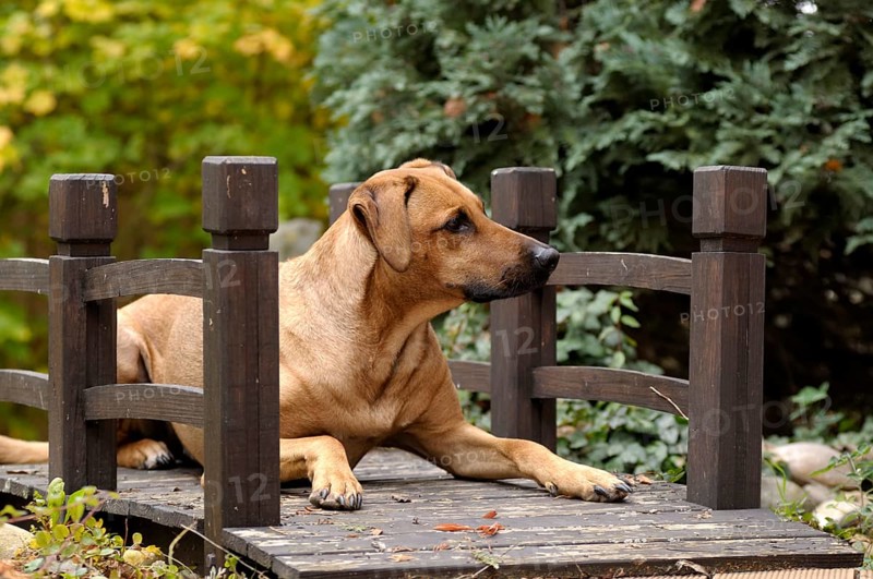 Mixed-breed Rhodesian Ridgeback lying on a wooden bridge
