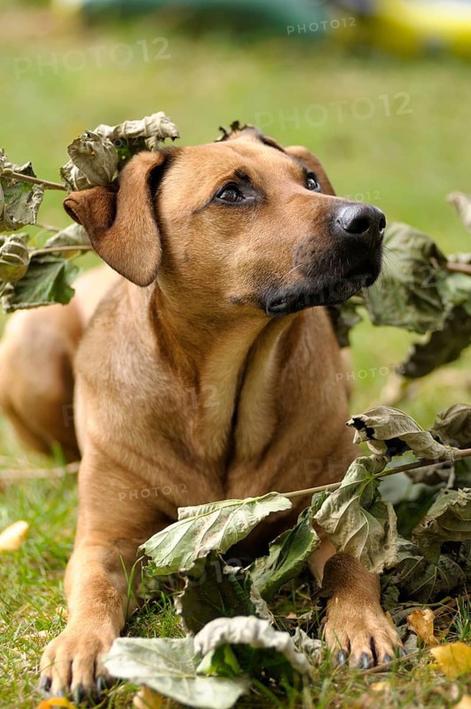 Mixed-breed Rhodesian Ridgeback lying under a branch with withered leaves