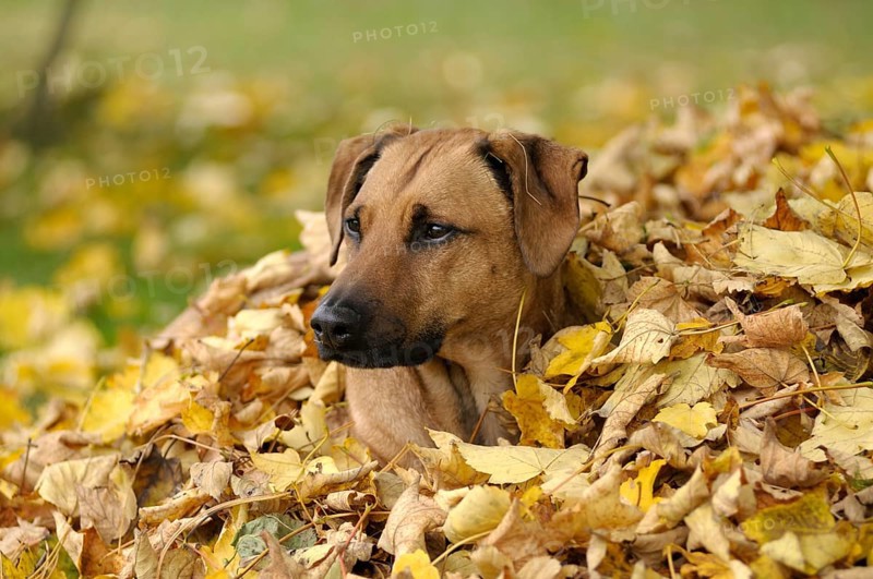 Mixed-breed Rhodesian Ridgeback lying in a pile of leaves