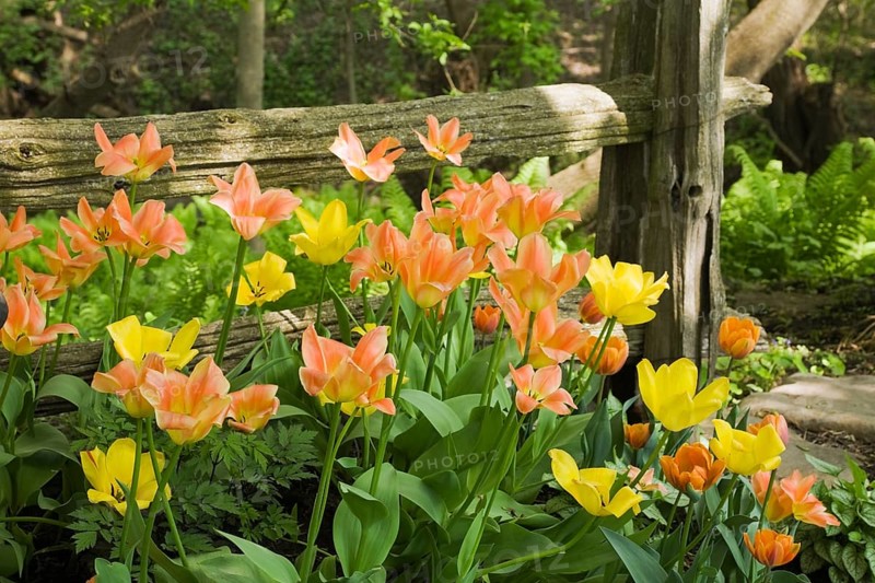A cluster of orange and yellow tulips in front of a rustic wooden fence in a landscaped backyard garden in spring