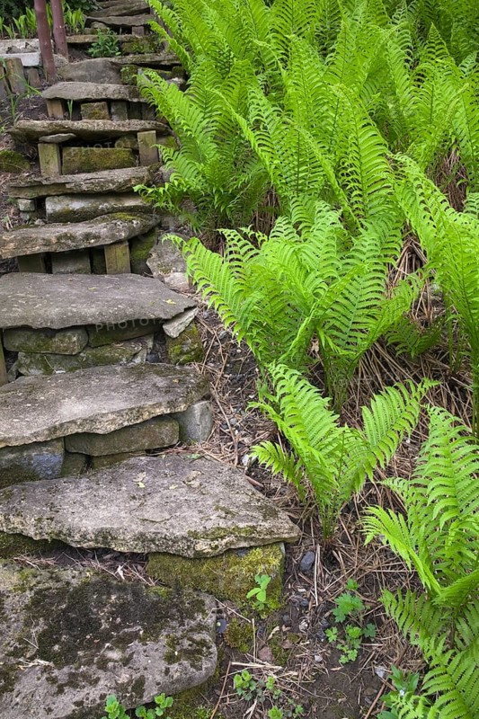 A set of steps designed with natural stones is bordered by a patch of ferns in a landscaped residential backyard garden in spring