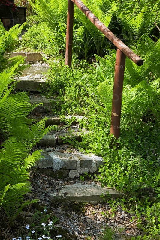 A set of steps between a patch of ferns in a landscaped residential backyard garden in spring