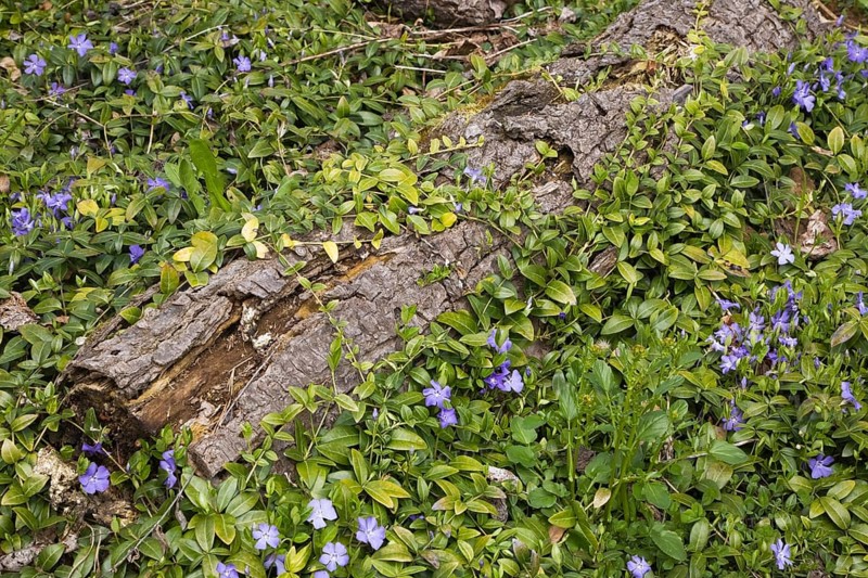 Close-up of a rotting tree stump and Periwinkle flowers in the 'Jardin du Grand Portage' garden in spring