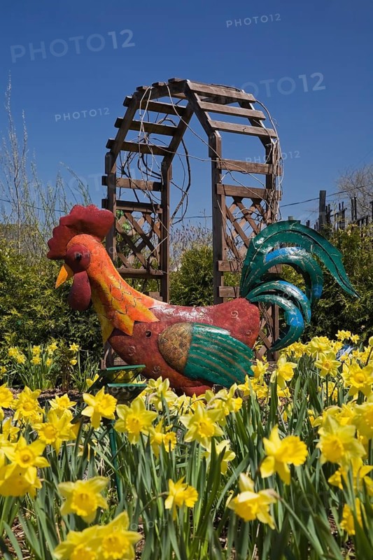 A large metal ornamental rooster and a bed of yellow daffodils stand out in the bright light of spring in the Country garden at the 'Route des Gerbes d'Angelica' garden in Mirabel