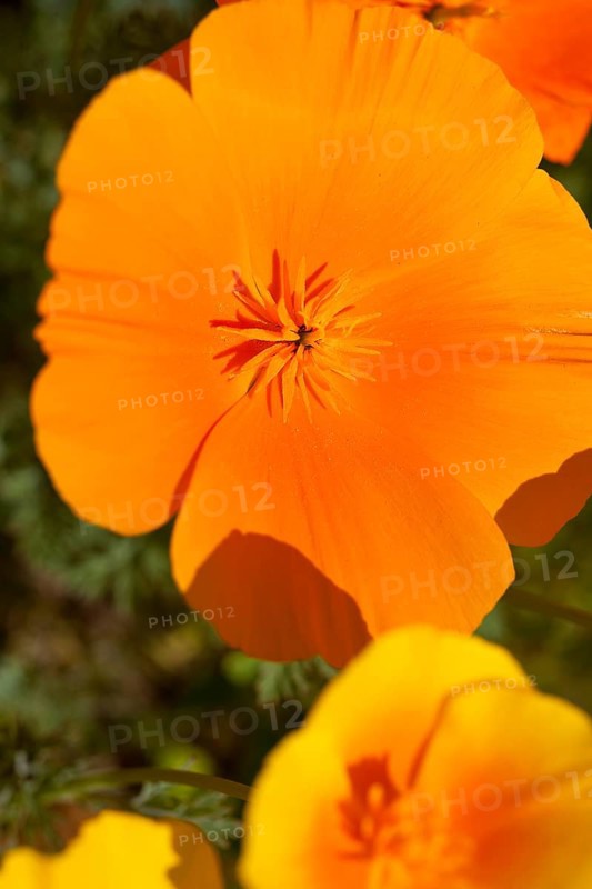 California Poppy (Eschscholzia californica)
