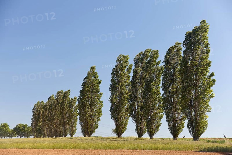 Typical avenue of poplars in the Lommatzscher Pflege district