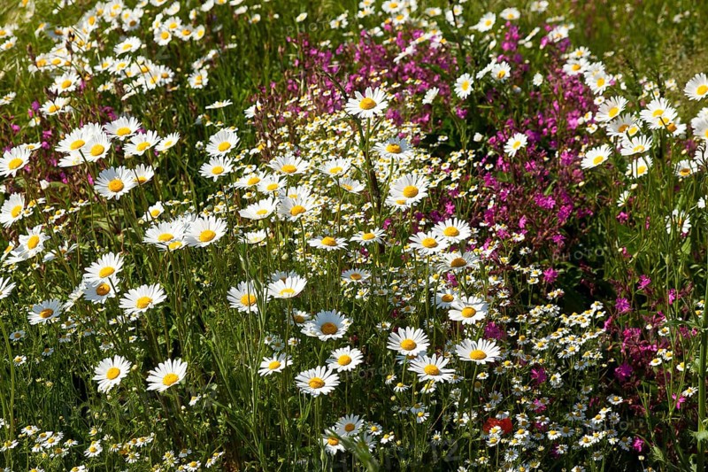 Oxeye Daisies (Leucanthemum vulgare)