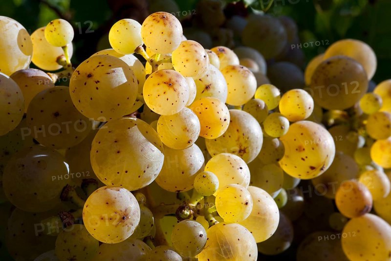 Ripe Riesling grapes