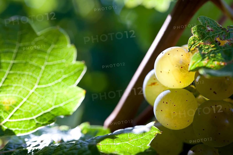 Ripe Riesling grapes