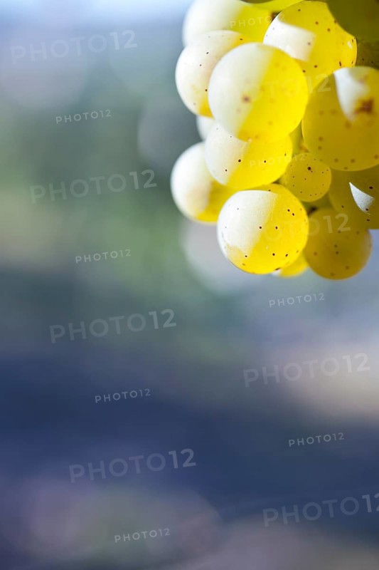 Grapes of the Riesling variety