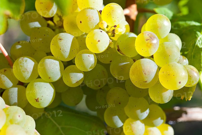 Grapes of the Riesling variety