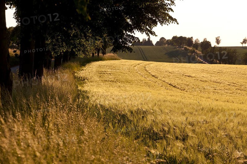 Barley field (Hordeum vulgare) in summer