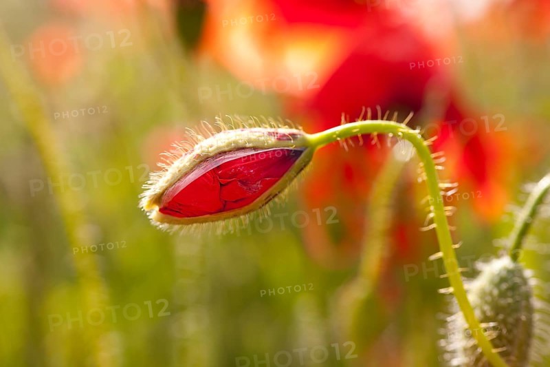 Bud