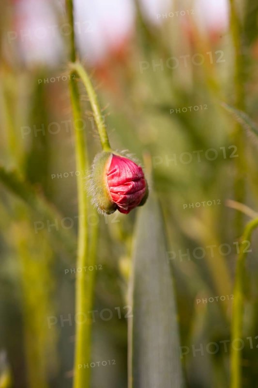 Bud