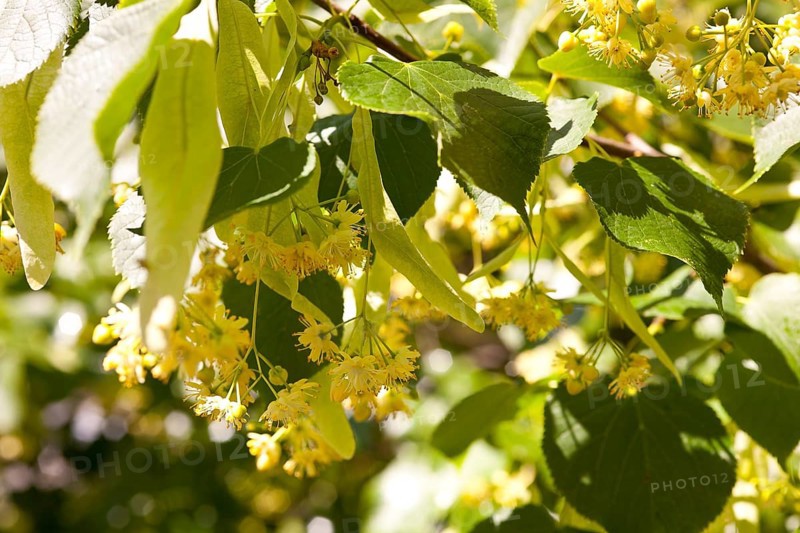 Flowers of the Small-leaved lime (Tilia cordata)