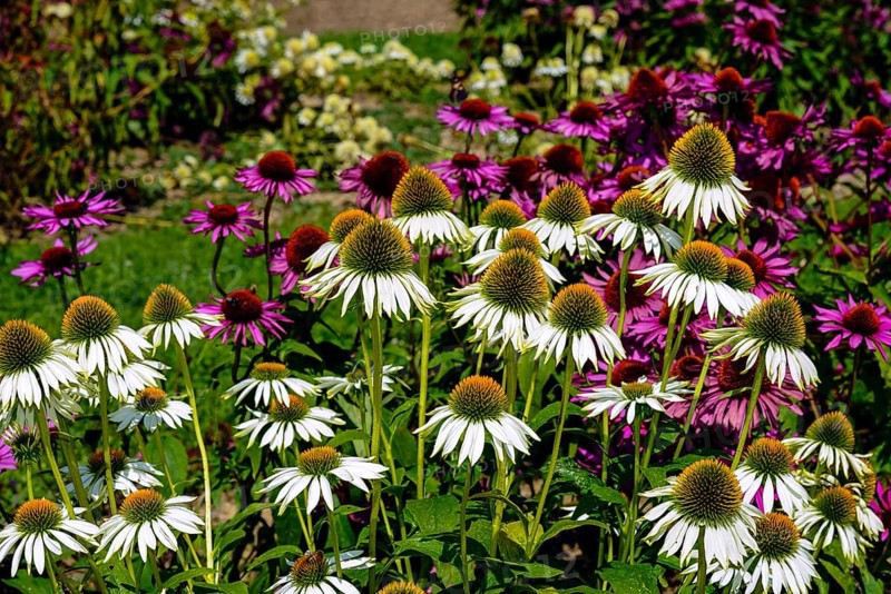 White Coneflower (Echinacea purpurea 'Alba') in front of Purple Coneflower (Echinacea purpurea)