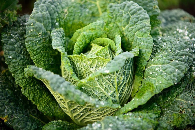 Savoy Cabbage (Brassica oleracea convar. capitata var. sabauda)
