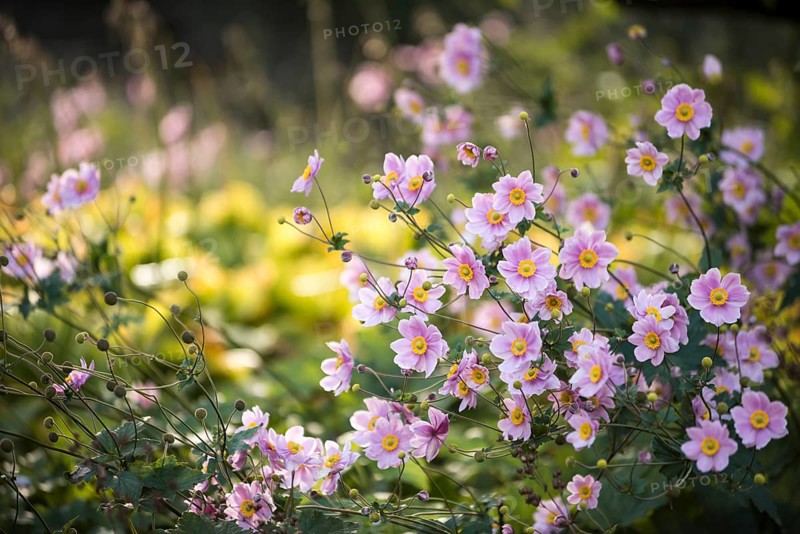 Japanese Anemone 'Pamina' (Anemone hupehensis var. japonica 'Pamina')