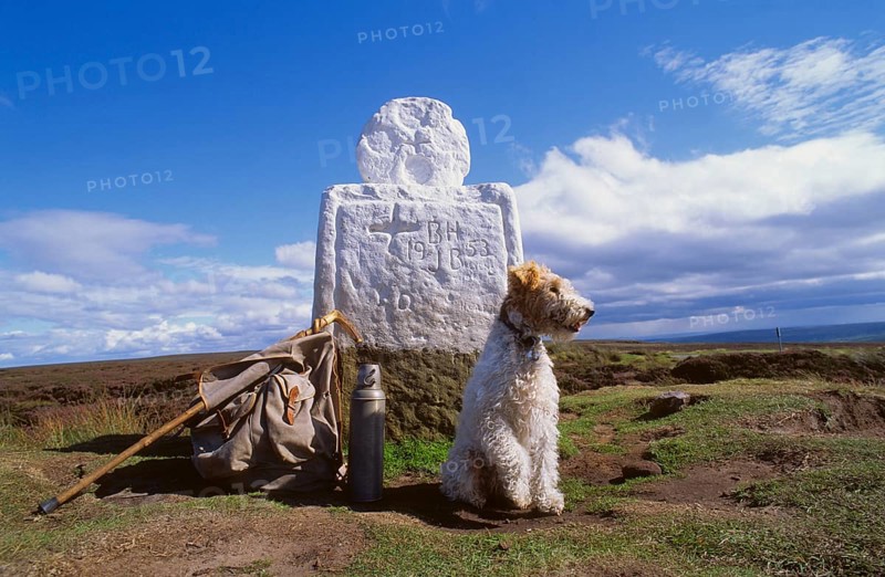 Fox Terrier at Fat Bessy's Cross