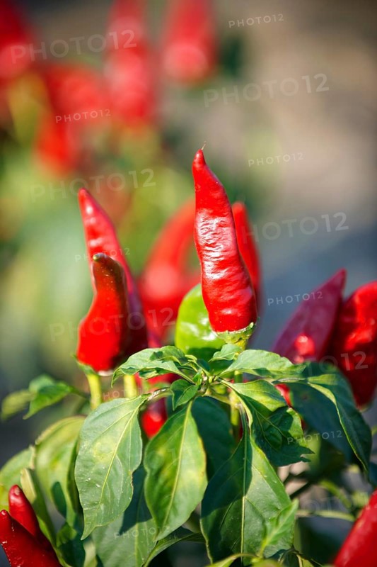 Chili peppers (Capsicum annuum) being grown to make Hungarian paprika