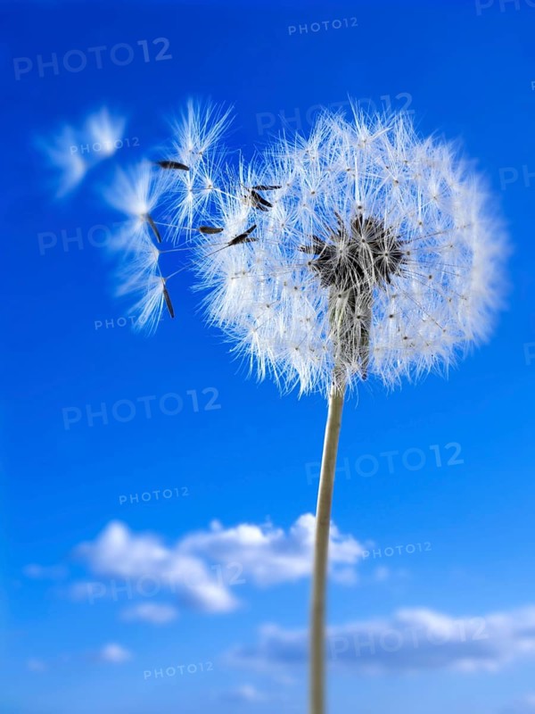 Dandelion clock seed head
