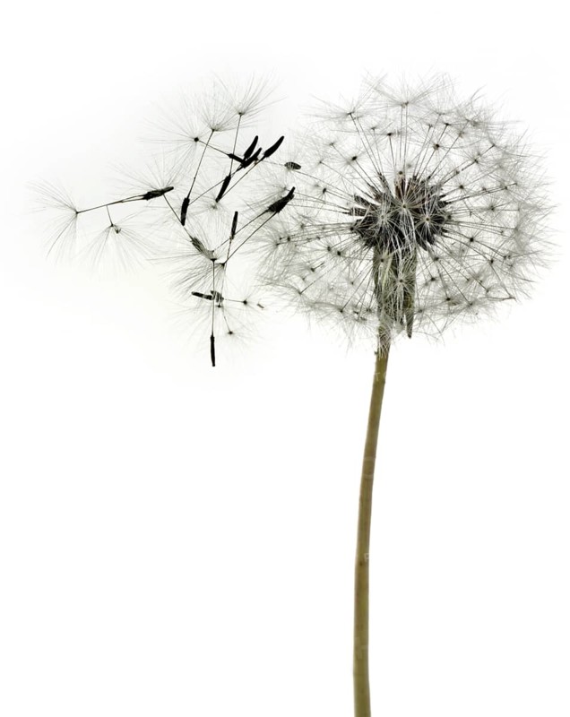 Dandelion clock
