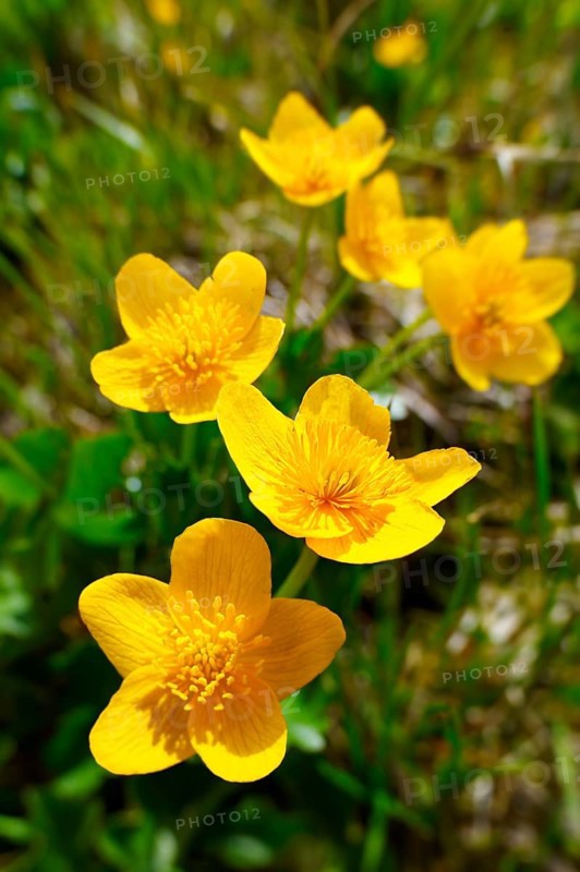 Alpine Marsh Marigolds (Caltha palustris)