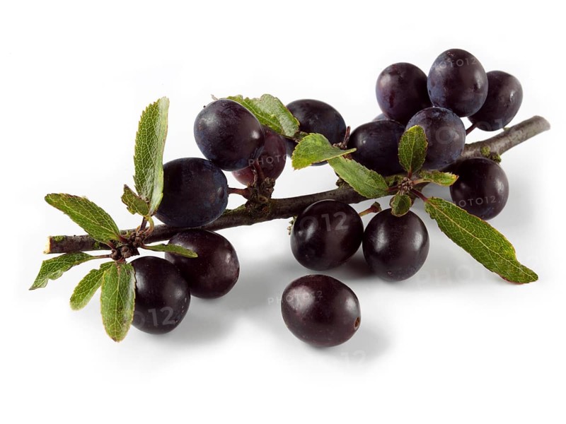 Fresh sloe berries