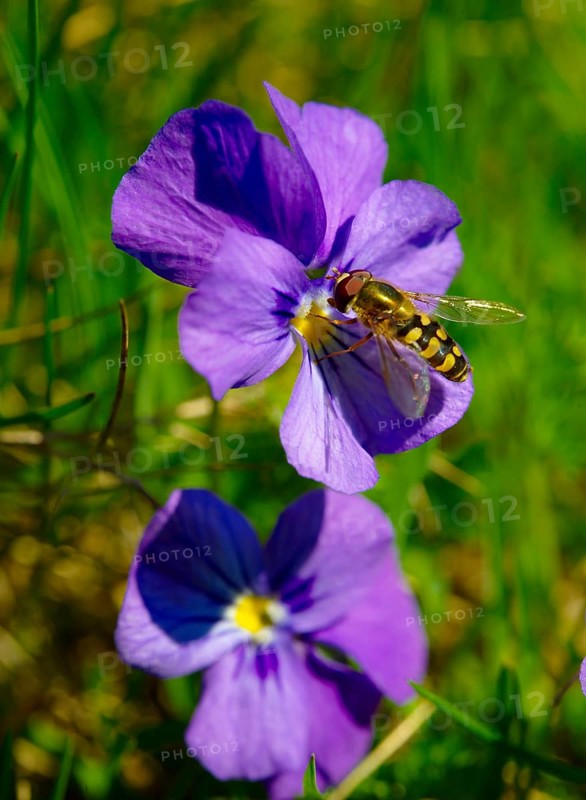 Spurred Violet (Viola calcarata) with a hoverfly