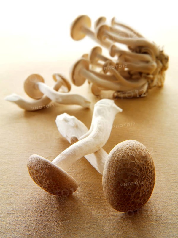Raw fresh organic Hon-Shimeji mushrooms