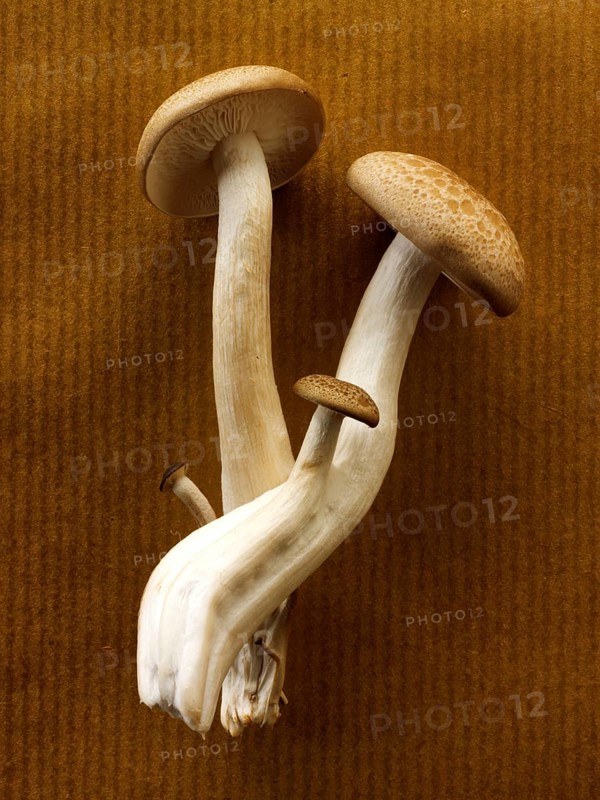 Raw fresh organic Hon-Shimeji mushrooms