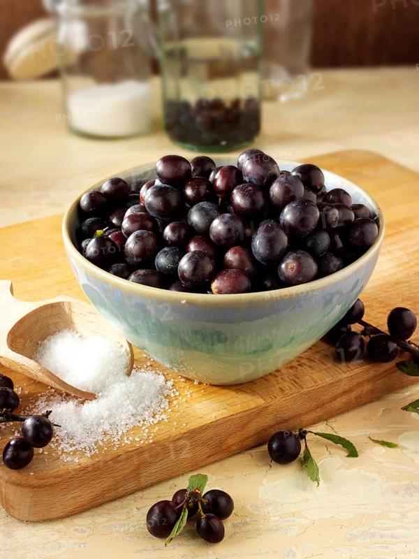 Fresh sloe berries