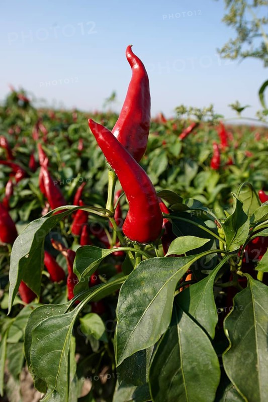 Chili peppers (Capsicum annuum) grown to make Hungarian paprika