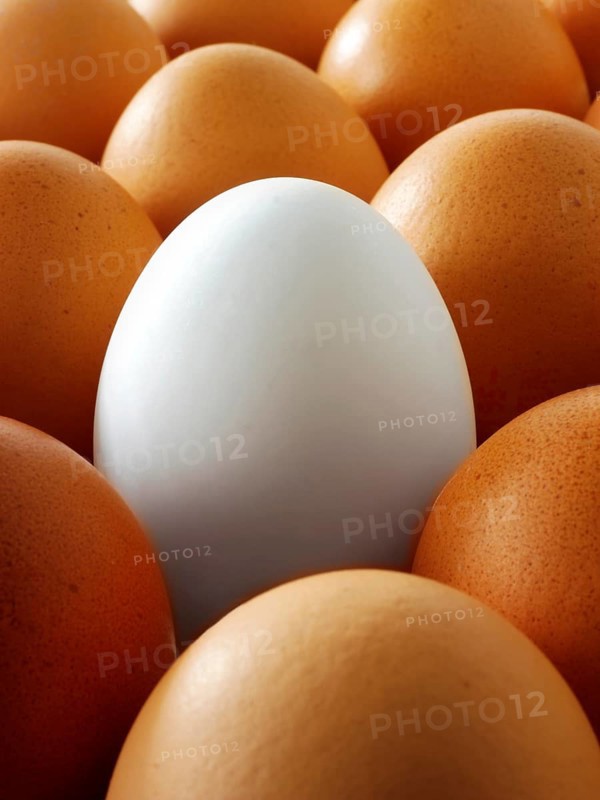 Fresh eggs