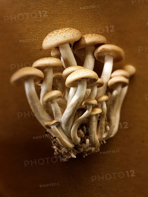 Raw fresh organic Hon-Shimeji mushrooms