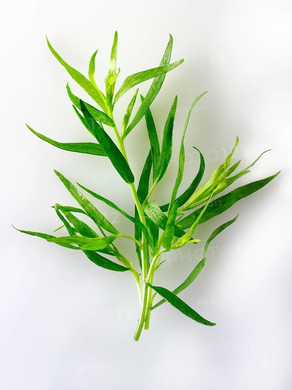 Fresh Tarragon leaves
