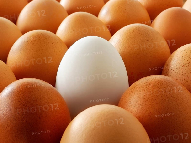 Fresh eggs