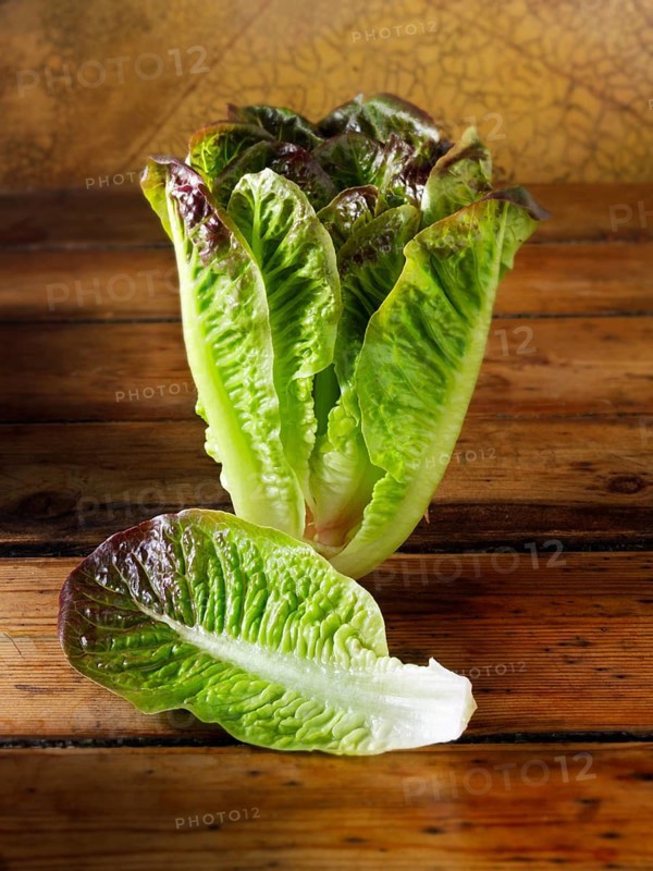 Red leaved Cos lettuce