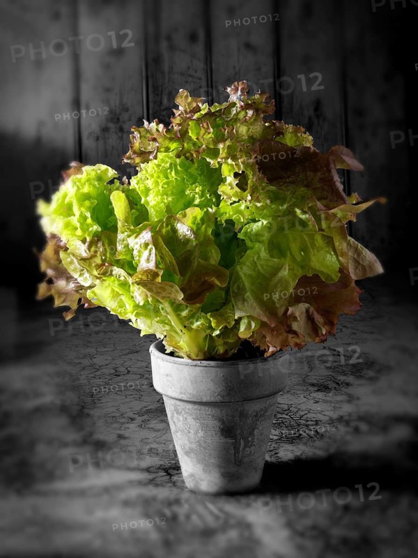 Lollo Rosso and Lollo Bionda lettuce in a pot
